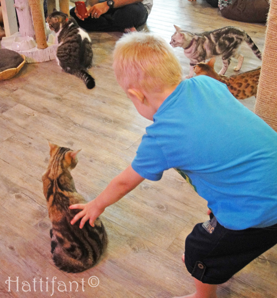 CaturdayCatCafe_cats_1